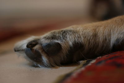 Close-up of dog lying down