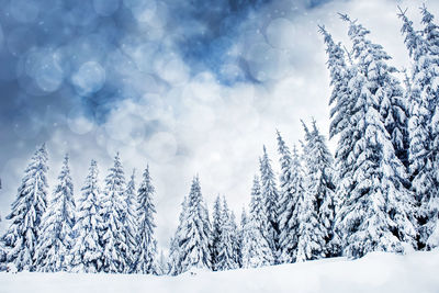 Snow covered trees against sky