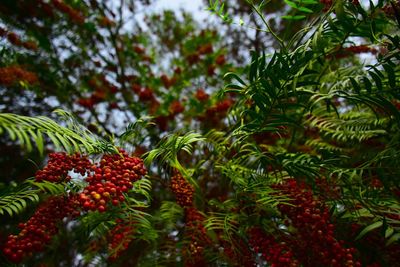 Close-up of berries growing on tree