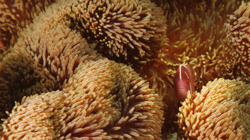 Damselfish peeking out of an anemone