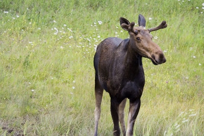 Moose on grassy field
