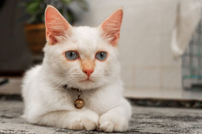 Close-up portrait of a cat