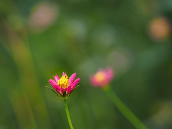 Close-up of pink flower