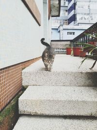 Cat on retaining wall against sky