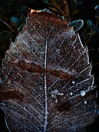 Close-up of frozen plant during winter