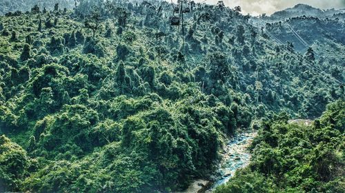 High angle view of trees growing in forest
