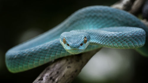 Close-up of a lizard
