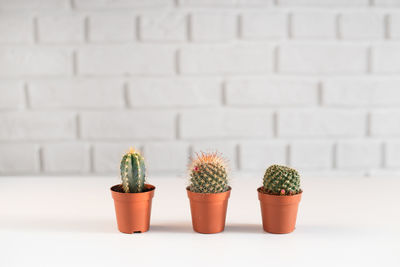 Close-up of potted plant on table against wall
