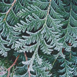 Full frame shot of green leaves