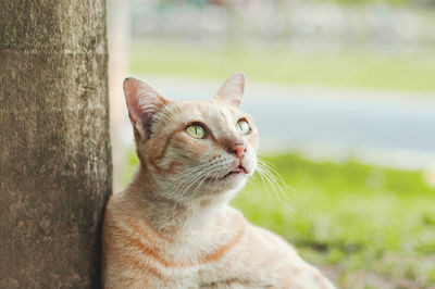 Close-up portrait of a cat looking away