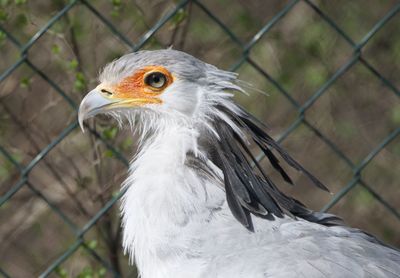 Close-up of owl on chainlink fence at zoo