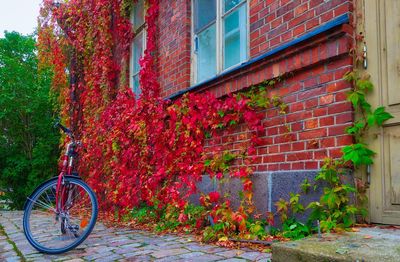 Red leaves on tree by building in city