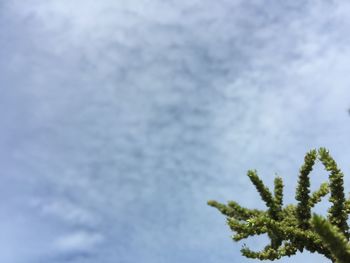 Close-up of fresh green tree against sky