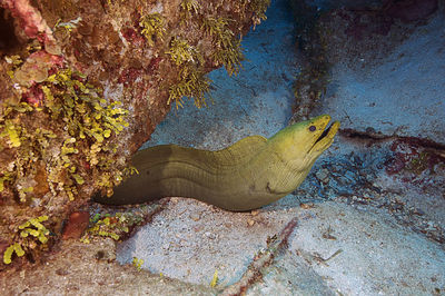 A green moray eel hanging around the structure on the shipwreck the odyssey in roatan, honduras.