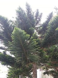 Low angle view of palm trees against sky