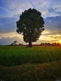 Tree on field against sky during sunset