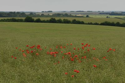 Scenic view of poppy field