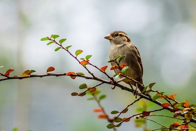 Close-up of sparrow perching on branch