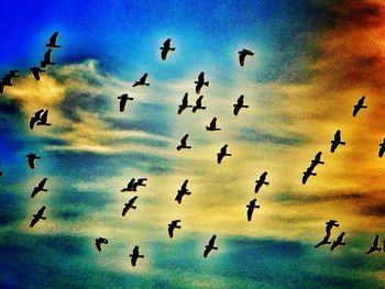 Low angle view of birds in flight