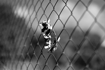 Close-up of chainlink fence and leaf against blurred background