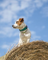 Low angle view of dog looking away against sky