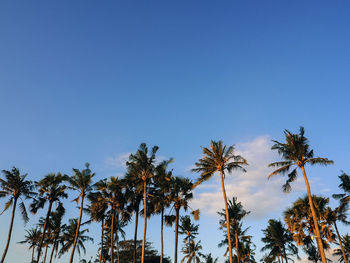 Low angle view of palm trees against clear blue sky