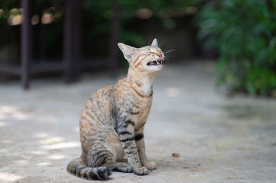 Cat sitting on footpath