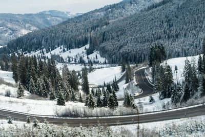 Pine trees on snowcapped mountains during winter