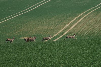 Deer in the green field