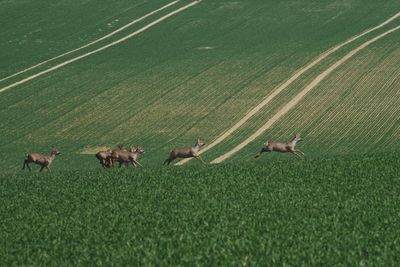 Flock of sheep on grassy field