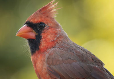 Male Northern