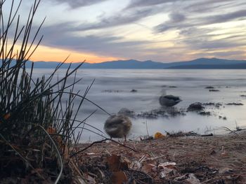 View of birds on beach during sunset