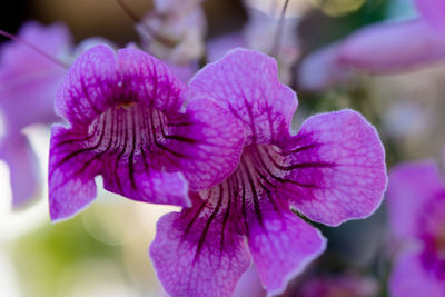 Close-up of purple flower blooming outdoors