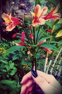 Close-up of hand holding flower