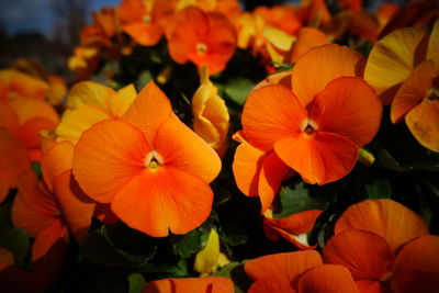 Close-up of orange flowering plants