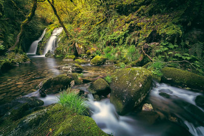 Scenic view of waterfall in forest
