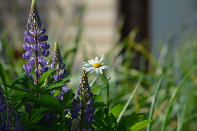 Close-up of purple flowering plants on field