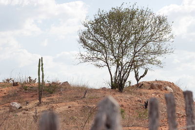 Trees on field