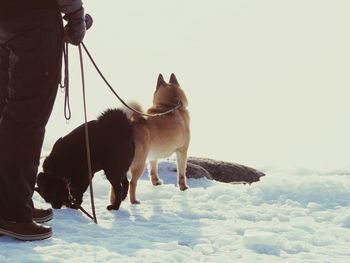 Dog standing on snow covered landscape against sky