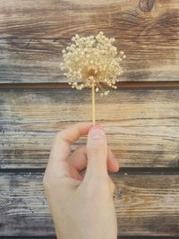 Close-up of hand holding white flower on table