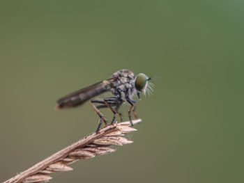 Close-up of fly