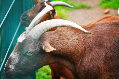 Close-up of goat