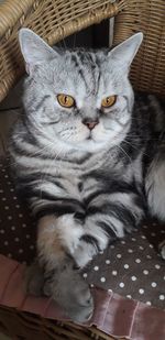 Close-up portrait of a cat