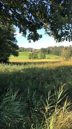 Scenic view of agricultural field against sky