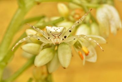 Closed-up of white crab spider on flowers