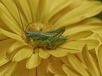 Close-up of insect on flower