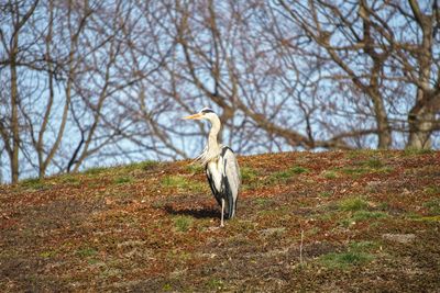 Bird on a field