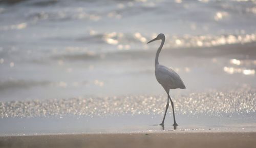 Close-up of bird flying over beach