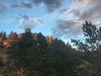 Trees in forest against sky