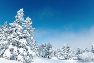 Snow covered pine trees against blue sky